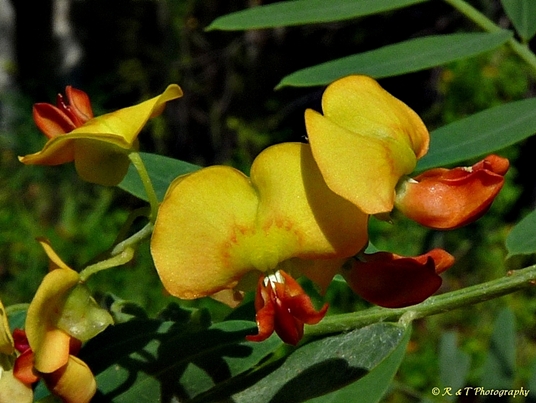 {Sesbania vesicaria}